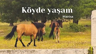 Köyümüzü ziyaret , köyde yaşam , Manisa