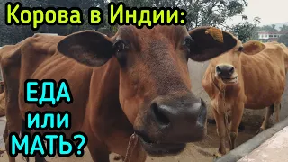 Корова в Индии: еда или Мать ?