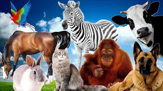 Cute moments of animals around us: dog, parrot, cat, dolphin, rabbit, bear.🐕🦓🐇🐈🐄🐢