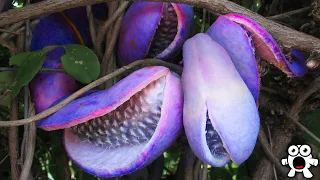 Exotic Rare Fruits You Should Try If You Get the Chance