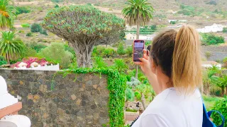 1000 Years Old Dragon Tree And Butterfly Park In Icod De Los Vinos 4K | Tenerife