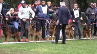 Cronos del Seprio V1 Willy vom Kuckucksland V2  OG Zuchschau Bellheim 2017