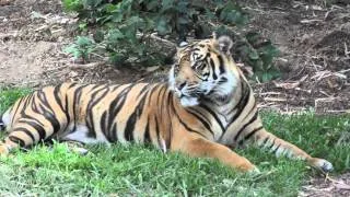 San Diego Zoo Safari Park Tiger Trail Preview