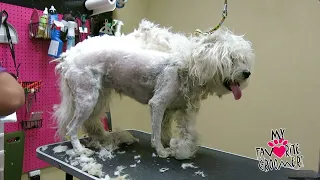 Matted Dog hair Removal