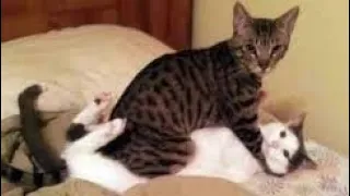 Funniest Cats And Dogs Videos 😁 Best Of The 2023 Funny Animal Videos 😁 tauqeer ahmad