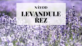 Levandule řez - jak a kdy stříhat levanduli