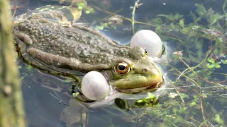 Лягушка квакает, Frog Croaking sound