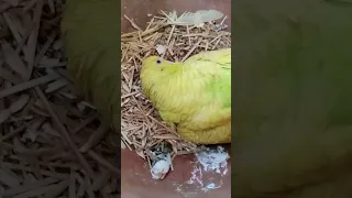 Inside of budgie nest with budgies sound to make your budgies happy 😁😊