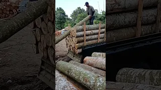 proses bongkar kayu sengon panjang kayu 260cm #log #sengon