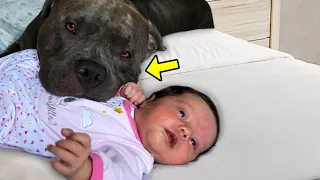 Restless Dog REFUSES To Let Baby Sleep Alone. Parents Find Out Why & Quickly Call The Cops!
