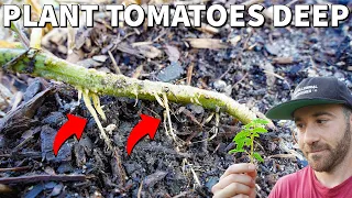 This Is Why We Bury Tomato Plants DEEP