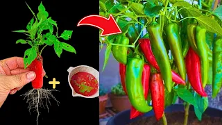 Don't waste your money. With this AMAZING plant, You can propagate any plant at home in this way!