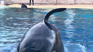 ORCA ENCOUNTER SEAWORLD ORLANDO 2024!