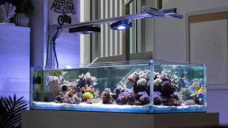 Wonderful Australian SHALLOW REEF TANK *saltwateraquarium* - 300 Liters