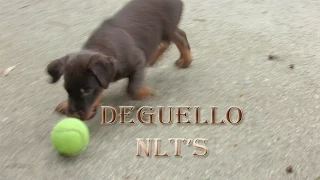 6 week old German Jagdterrier's retrieving