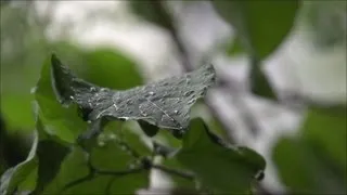 Beachfront B-Roll: Rain on a Leaf (Free to Use HD Stock Video Footage)