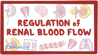 Regulation of Renal Blood Flow