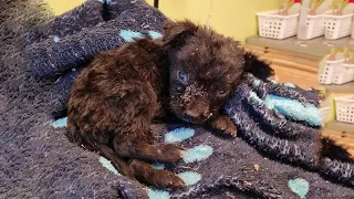 Rescue Little Puppy Miraculously Survived After 10 Brothers Were Trapped in A Coal Pit