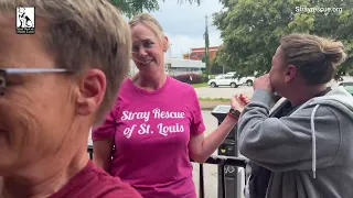 A welcome home parade for Prayer  - Stray Rescue of St.Louis