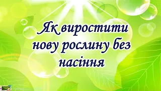 Як виростити нову рослину без насіння  #ЯДС​​ #природа