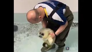 Cute baby seal is introduced to water for the first time.