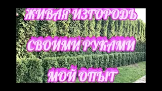 🌲ЖИВАЯ ИЗГОРОДЬ из туи 🐝 Как сделать живую изгородь своими руками ✨Мой опыт ⭐️Подробный обзор