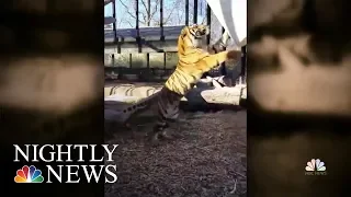 Topeka Zookeeper Hospitalized After Tiger Attack | NBC Nightly News