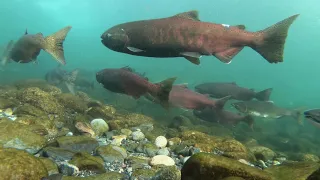 Summer Red Chinook Salmon Underwater Footage: Extended Cut