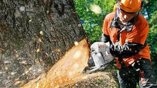 Stihl Benzinli Ağaç Kesme Makineleri/Motorları ilk Çalıştırma #stihl #stihlms170 #stihlms250