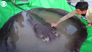 Stingray caught in Cambodia's Mekong River is 'biggest freshwater fish' ever recorded