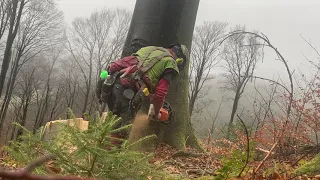 Harry mit Stihl MS 462 ... Buchen Starkholzfällung " wos werdn sein wenn nix is "