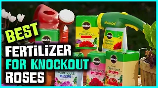 Top 5 Best Fertilizers for Knockout Roses Review in 2024