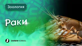 Тема №4: Ракообразные