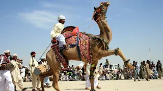 Subhash karnawat ke camel dance in sultana।।camel dance رقص الجمل بشكل جميل في عادلة रघुनाथपुरा
