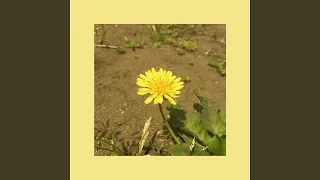 Dandelion (single ver.)