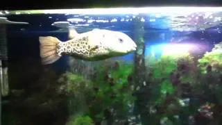 Huge Green Spotted Puffer