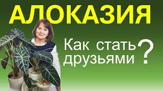 АЛОКАЗИЯ на фитильном поливе или автополиве. Правила ухода: полив, грунт, освещение.