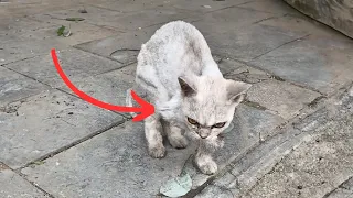 The emaciated stray cat, with a broken forelimb, hobbles towards me hoping to get a bit of food.