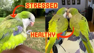 Does Your Bird Have Stress Bars?