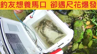 釣友想養馬口 卻遇尺花爆發 @超狂 閉著眼睛都中魚 #苦花 #溪釣 #毛蟹