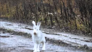 Охота на зайца с русскими гончими Вьюгой Соколова А . и Баяном Шатрова В.