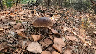 Сбор грибов 2023 / Белые грибы в Киевской области