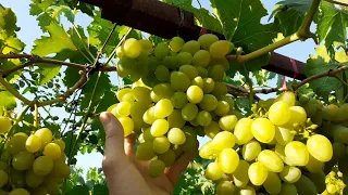 Борисоглебский виноград 2021г 20210807 171023 Борисоглебский виноград 2021г