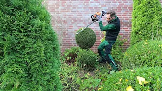 Kustorez. Topiary trees Ball pruning