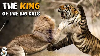 How Strong is a Tiger Compared to Other Big Cats?