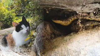 천방지축 고양이가 처음으로 뱀과 마주친다면...😨😨   How a mischievous cat reacts when it encounters a real snake