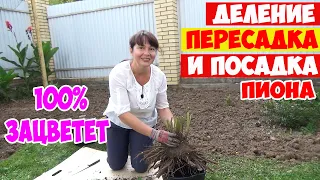 ДЕЛЕНИЕ, ПЕРЕСАДКА и ПОСАДКА ПИОНА осенью! Все правила и секреты  - 100% ЗАЦВЕТЁТ!