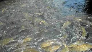 Carp feeding frenzy.  Raystown Lake, PA