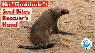 No "Gratitude": Seal Bites Rescuer's Hand