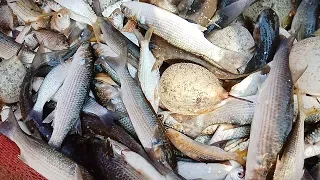 Amazing ! Mullet fish Catching Skill, Traditional Net Fishing at river